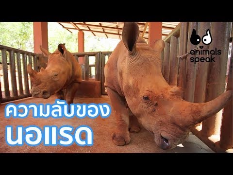 ครีมเฮและความแข็งแรงในผู้ชาย กระตุ้นยาเสพติดเพื่อสาวในร้านขายยาที่จะซื้อ