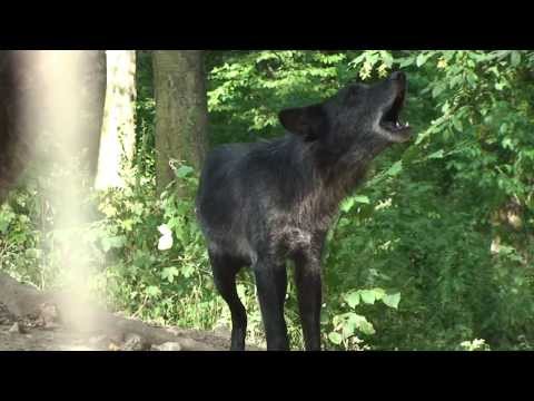 Vetmeduni Vienna: Warum heulen Wölfe? / Why do wolves howl?