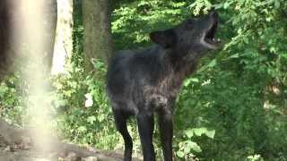 preview picture of video 'Vetmeduni Vienna: Warum heulen Wölfe? / Why do wolves howl?'