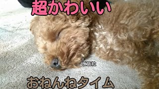 「爽やか動画」ペットの寝てる姿がかわいすぎる