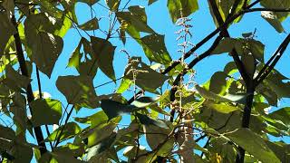 2025 7 01 仙跡岩的天空與樹和蝶的豐採