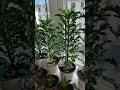 Dain My Flowers And Plants To See The Beautiful And Beautiful Longevity Flowers