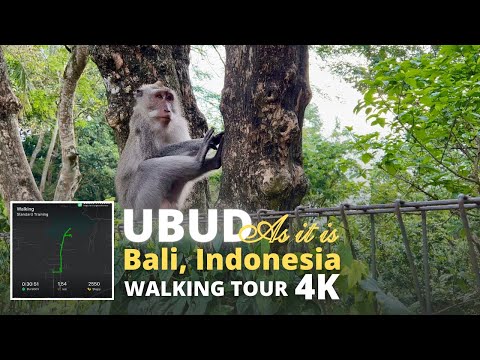Ubud, Bali, Indonesia: 4K Virtual Walking Tour | Ubud monkeys walking near Ubud Monkey forest