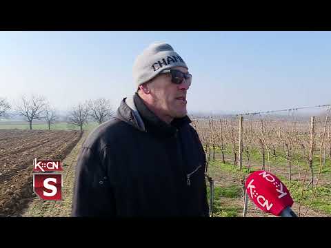 Zlato za vinogradara iz Berkasova