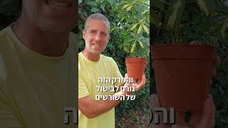 טיפ השקיה חשוב מאוד עבור עציצים שנמצאים בשמש בימים חמים!