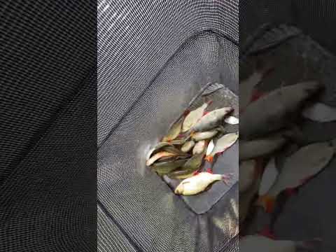 Fishing Golden Rudd Catch