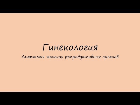 Гинекология. Анатомия женских половых органов (только для медиков).