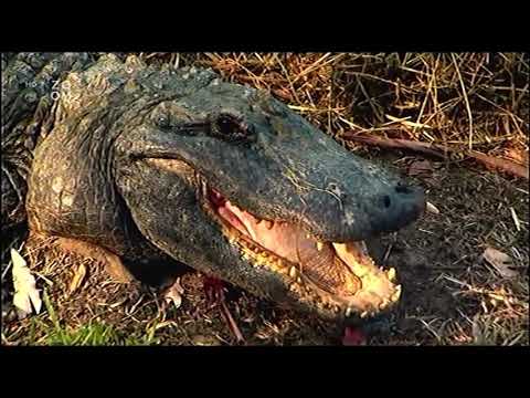 Prostě zvířata - Krokodýli (5) [CZ]