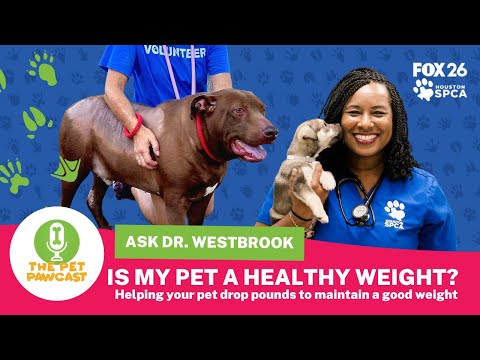 The Pet Pawcast - How To Help Your Pet Lose Weight