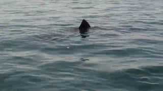 preview picture of video 'Basking Shark watching on the Wild Atlantic Way'