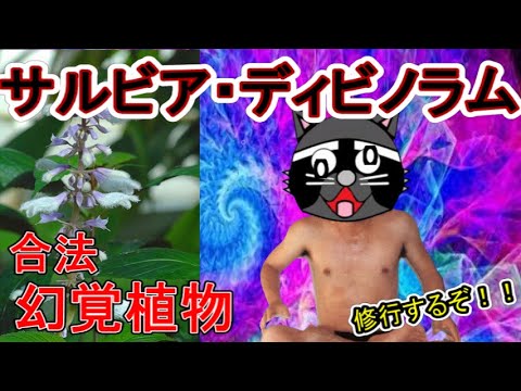 , title : '【アニメ】幻覚植物！？LSDに匹敵するサルビア・ディビノラムとは？【バッドトリップ】'