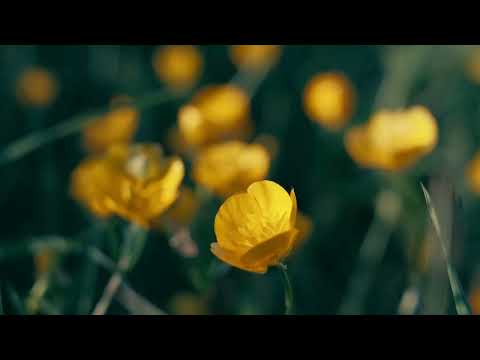 Salma Flowers – Where Every Flower Tells a Story | Luxury Bouquets & Delivery