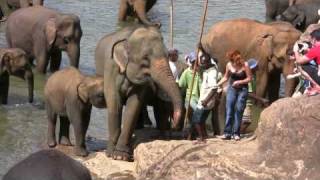 preview picture of video 'Слоновий питомник на Шри-Ланке'