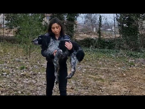 Dog was abandoned while he was sick. Leaves fallen from a tree became his bed.