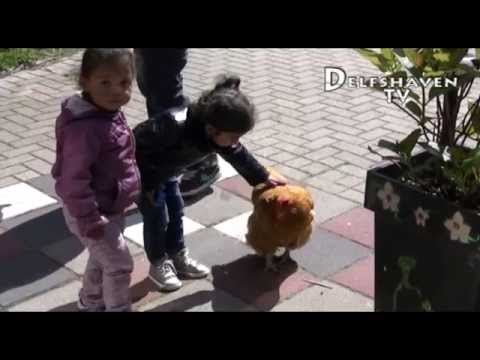 , title : 'Delfshaven TV: Kippen eieren onderzoek bij de GGD (20.05.2014)'