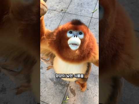 가장 순한 원숭이