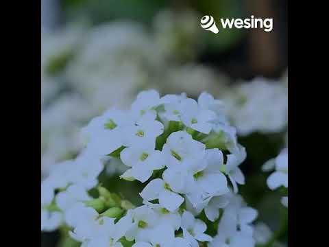 Anang Bekirum Pesan (SMS)