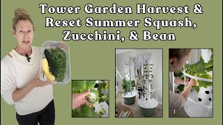 Tower Garden Harvest & Reset: Summer Squash, Zucchini & Bean Bonanza #hydroponicgardening #garden