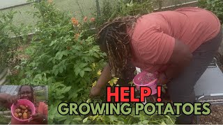 Is Something Wrong With My Potatoes? Help Growing Potatoes