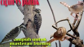 Download lagu Masteran platuk beras VS cigun mp3