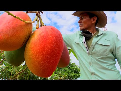 Манго | Король тропических фруктов