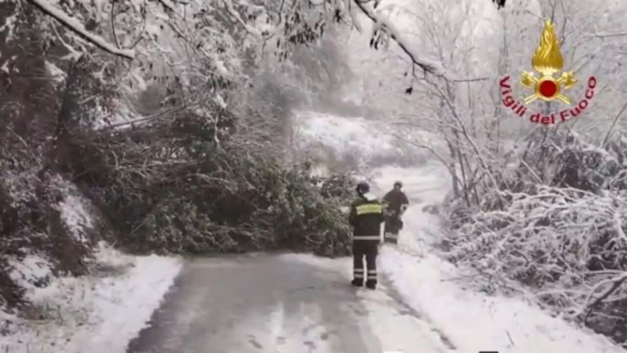 Maltempo nelle Marche, "strage" di alberi sotto il peso della neve