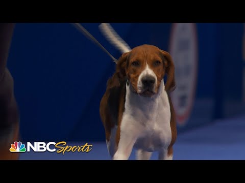National Dog Show 2022: Best in Show (Full Judging) | NBC Sports