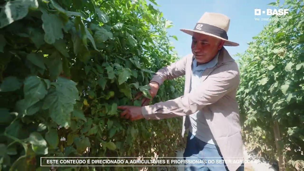 Inseticida Efficon® l Controle de mosca-branca e tripes no tomate