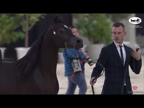 N 414 QS MARZIO   EAHS National A H  Championships 2022   Stallions 7+ Years Old Section A Class 10A