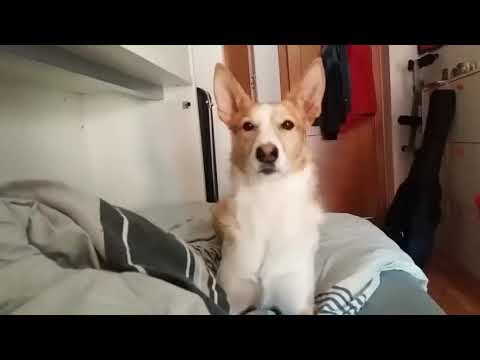 Dogpacito- Parody of Despacito by Luis Fonsi