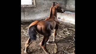 Download lagu message phone ringtone ll horse 🐎🐎🐎🐎🐎 sound ll whatsapp status mp3