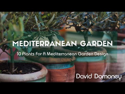 10 Plants For A Mediterranean Style Garden in the UK