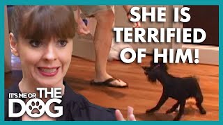 Toy Poodle is Terrified of Male Owner😬 | It’s Me or The Dog