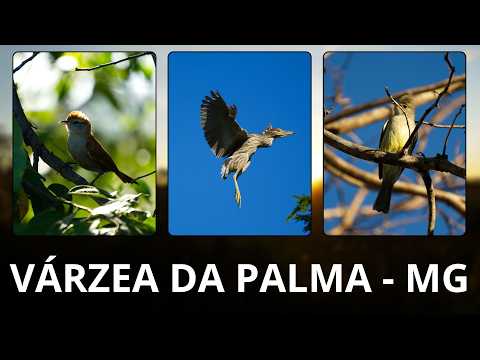 O paraíso das Aves em Várzea da Palma - MG (vários lifers)