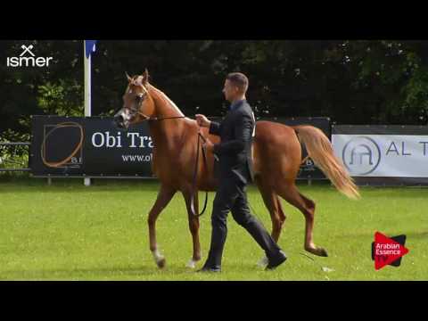 N.108 MAGNUMS DREAM - Ströhen 2017 Int B-Show - Yearling Fillies (Class C2)