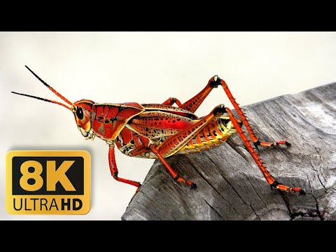 The Rise of Insects 8K 60FPS UHD