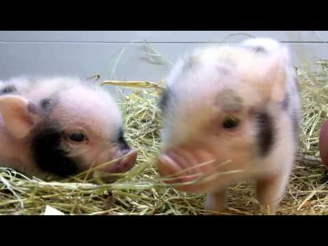 Baby Pigs in Piglet Town