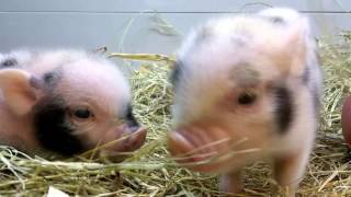Baby Pigs in Piglet Town