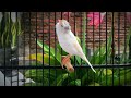 This Belgian Canary Attracted Many Canaries To Sing ️ Magical Training