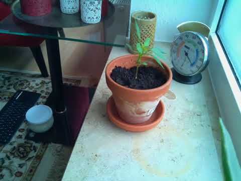 Time-Lapse Growth African Birds-Eye Chili Piri-Piri Capsicum frutescens