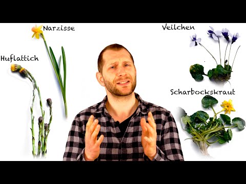 Early bloomers: Why do some plants bloom so early in the year? - Learning is fun