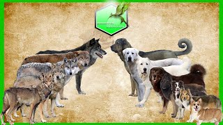 Shepherd dog vs Wolfs Species Comparison (Dog vs Wolf)-Wolwes and Dog
