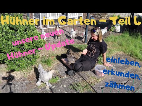 unsere Hühner Teil 4 - die neuen Hühner leben sich ein und gewöhnen sich an mich und die neue Umwelt