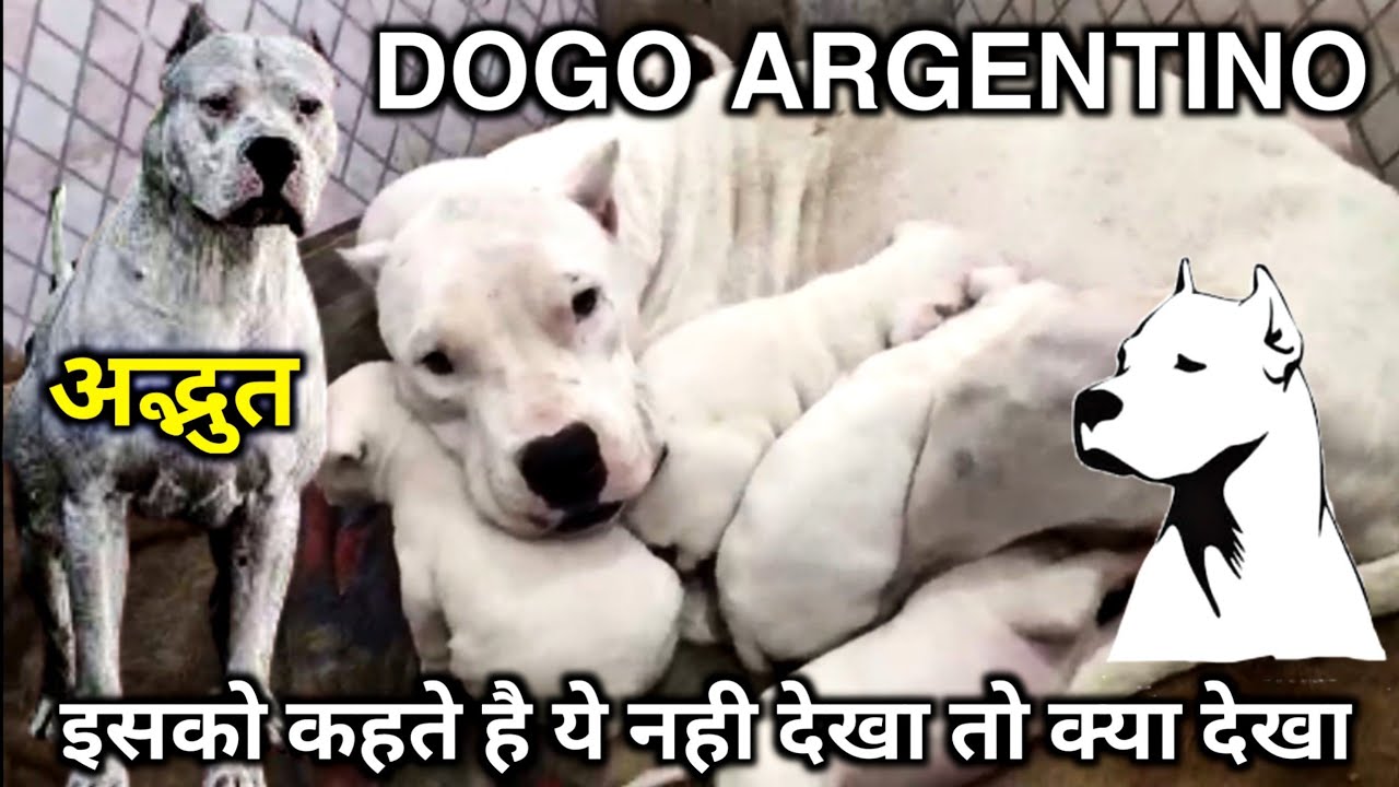 Watch video DoGo Argentino || ये क्वालिटी बवाल कर देगी || dogo argentino puppies for sale Now DoGo Argentino || ये क्वालिटी बवाल कर देगी || dogo argentino puppies for sale