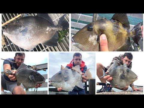 How to Catch Triggerfish in NEW YORK from Shore