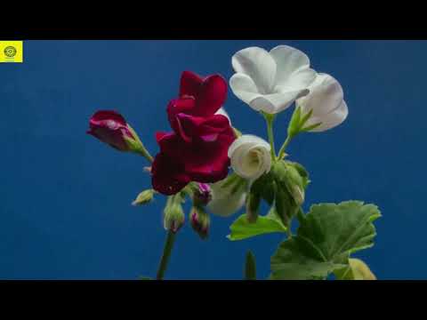 TUPASY DEL CAMPO 🌹 DÚO VARGAS SALDIVAR