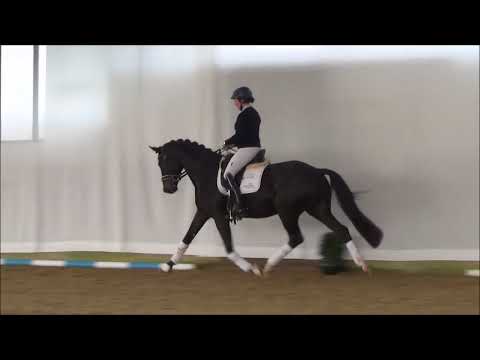 Lot 27 Dark Diamond - Addington Elite Sale Saturday 2nd December 2017