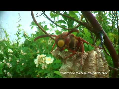 虫の目レンズの世界　キイチゴとノイバラの花に集まる虫たち