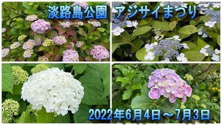 淡路島の紫陽花（アジサイ）名所　兵庫県立淡路島公園