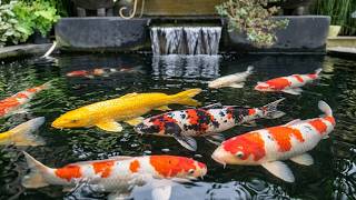 Download lagu 1 Hour Koi Fish Paradise   Peaceful Water Sounds for Stress Relief mp3